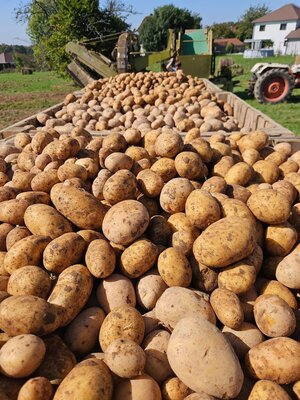 Pomme de terre marabel