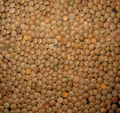 Lentillons de champagne