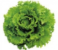 Salade batavia verte