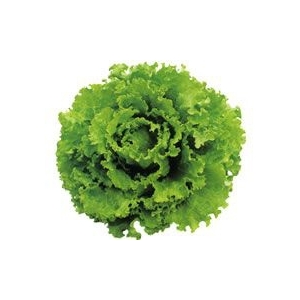 Salade batavia verte