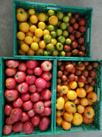 Tomates couleurs en mélange au kg