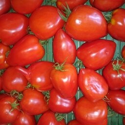 Tomates cœur de bœuf et ou cornue au kg