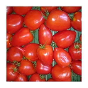 Tomates cœur de bœuf et ou cornue au kg