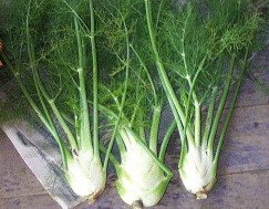 Fenouil