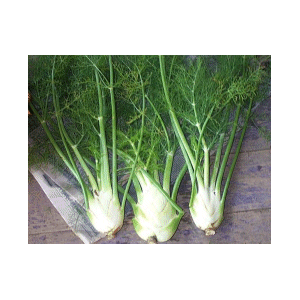 Fenouil