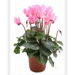 Cyclamen rose