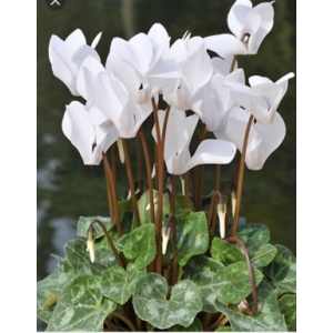 Cyclamen blanc