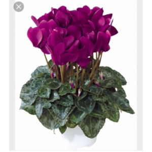 Cyclamen violet