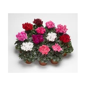 Cyclamen MINI blanc