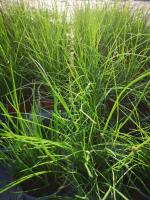 Plant de ciboulette en godet