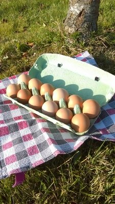 12 oeufs