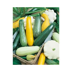 Courgettes bio et compagnie