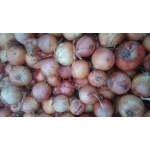 Oignons jaune par 500 gr