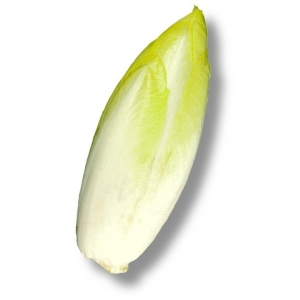 Endive