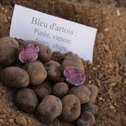Pomme de terre bleue d'artois
