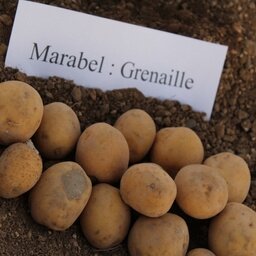 Pomme de terre grenaille
