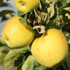 Variete  pomme de table bio gold rush