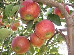 Pommes jonagored (petites)