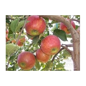 Pommes jonagored 2kg