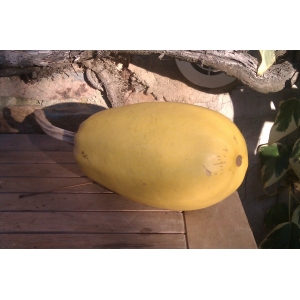 Courge spaghetti - plus d'1 kg