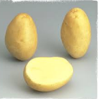 Pomme de terre jaune minette
