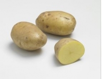 Pomme de terre jaune agria