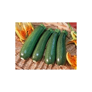 Courgette verte