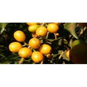Café ' bourbon jaune du brésil'