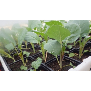 Plant chou brocolis