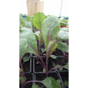 Plant chou rouge