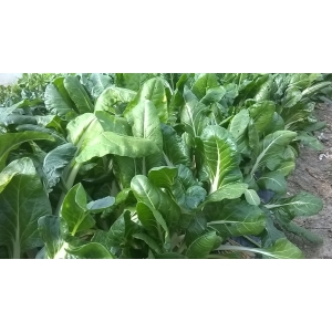 Blette jeunes pousses