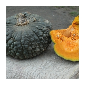 Courge marina di chioggia