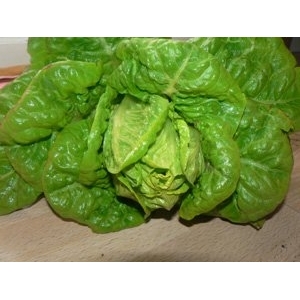 Salade sucrine (certifié fr-bio-01