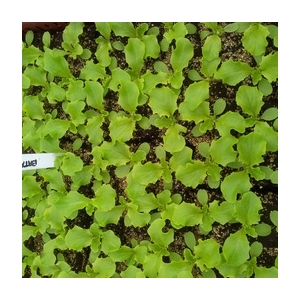 Plant de batavia verte par 6