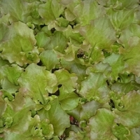 Plant de batavia rouge par 6