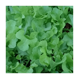 Plant de feuille de chêne verte par 6