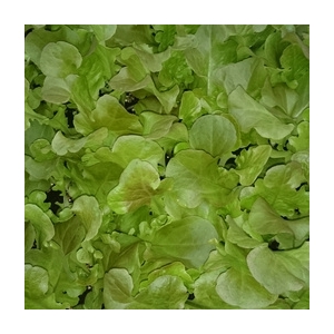 Plant de feuille de chêne rouge par 6