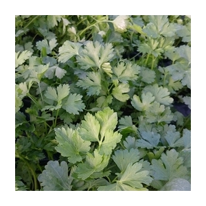 Plant de persil plat pot 10.5 cm