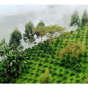 Lot de 4x50g de café spécial fête