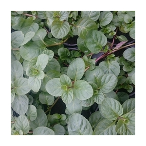 Plant de menthe orange pot 13 cm