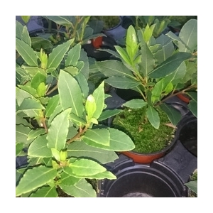 Plant de laurier sauce pot 10.5 cm
