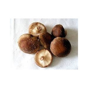 Shii-take (lentin de chêne)