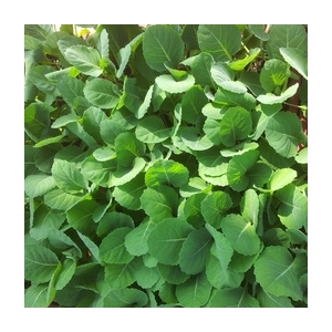 Plant de choux navet rutabaga par 6