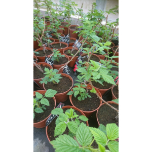 Plant de framboisier pot 1,5l