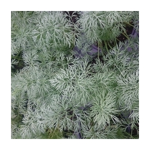 Plant d'aneth pot 10,5 cm