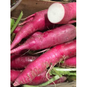 Radis rose d'hiver