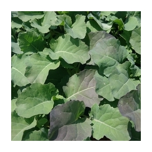 Plant de choux brocoli par 6