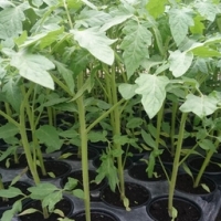 Plant de tomate verte green zebra