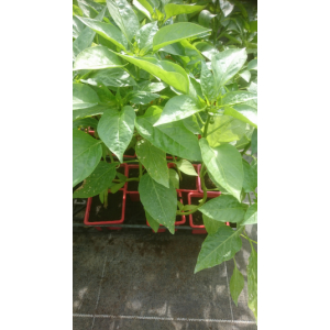 Plant de poivron rouge en godet