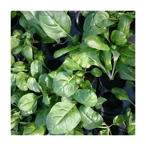 Plant de cotte de bette en pot de 9 cm